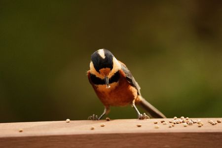 可愛いヤマガラ