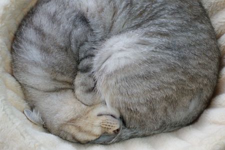 アンモニャイト・・・