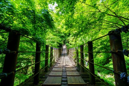 新緑の汐見滝吊り橋