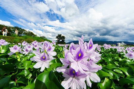 本薬師寺跡に咲くホテイアオイ