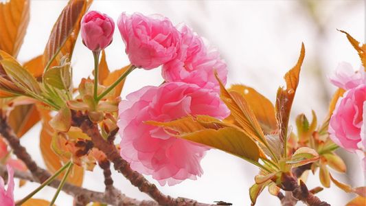 八重桜真っ盛り