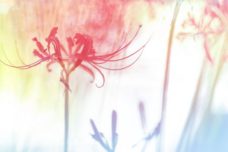 秋に萌える　その２