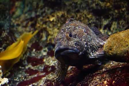 アクリル板の向こう