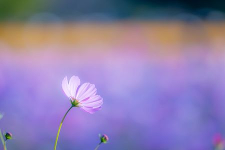 武庫川髭の渡しコスモス園2025