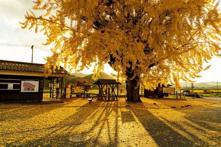 夕暮れ駅の大イチョウ