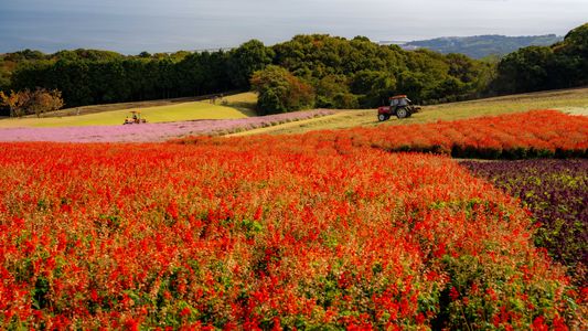 あわじ花さじき