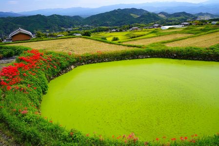 葛城山麓の棚田に咲く彼岸花