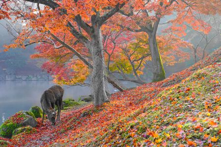 紅葉と光と鹿
