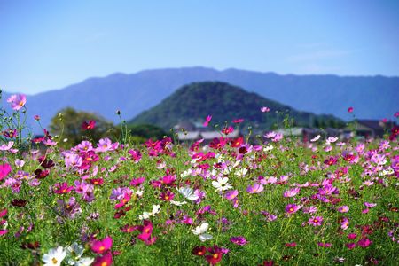 大和三山に映える秋桜