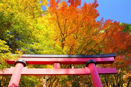 錦秋のグラデーション