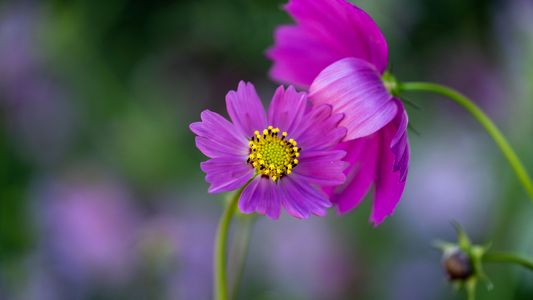 コスモスの囁き