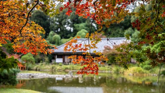 色づく浄瑠璃寺