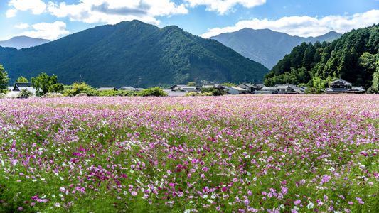 コスモスの大地