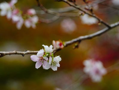 四季桜