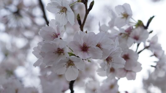 北九州の桜♪