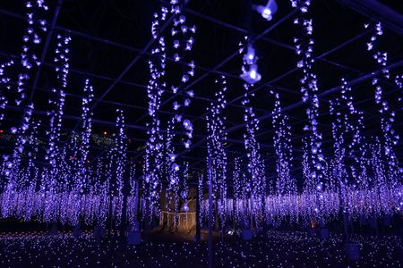 Ashikaga Flower Park