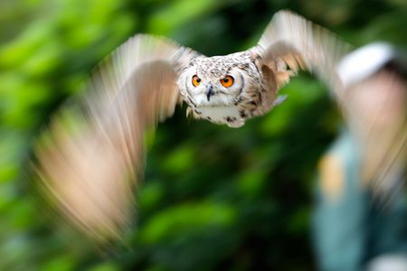 バードショー２