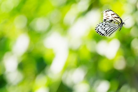 グリーンシャワー