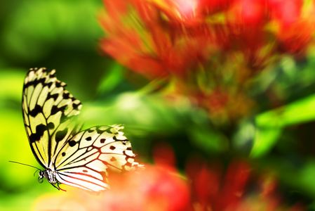 華をすり抜けて・・・。