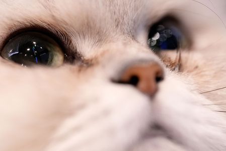 君の瞳に恋してる。