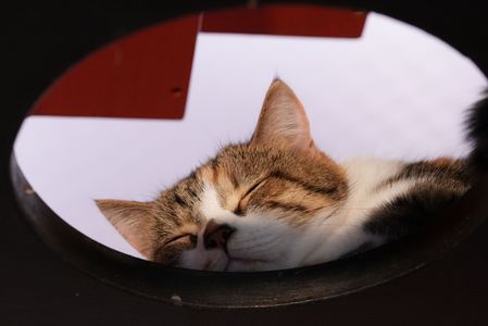 昼寝の邪魔するニャ・・・。