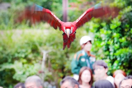 使徒降臨　〜バードインパクト〜