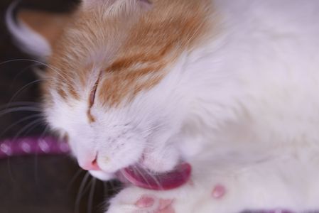 ペロンだニャ！