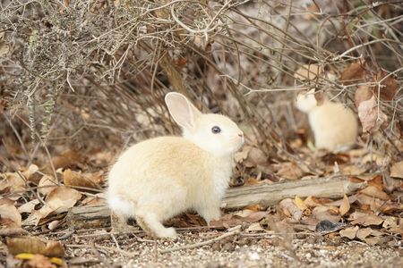 うさぎ島の仔うさぎ