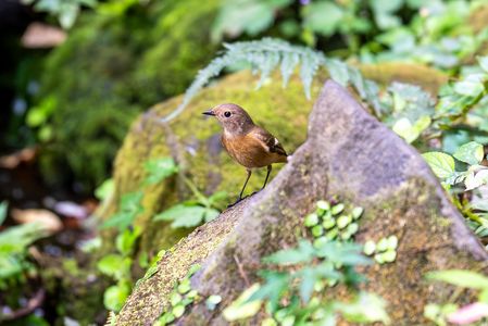 立冬の水場に集う