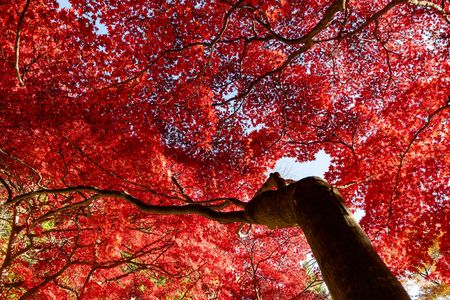 緋色に染まる大山寺