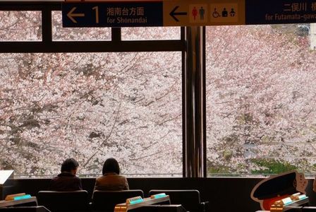 相鉄弥生台駅の桜