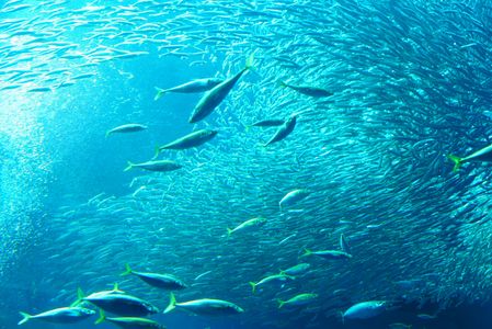 おさかな　いっぱい