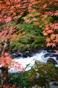 紅葉の窓越しに聴こえる渓流の調べ