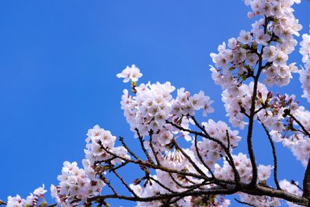 桜と青