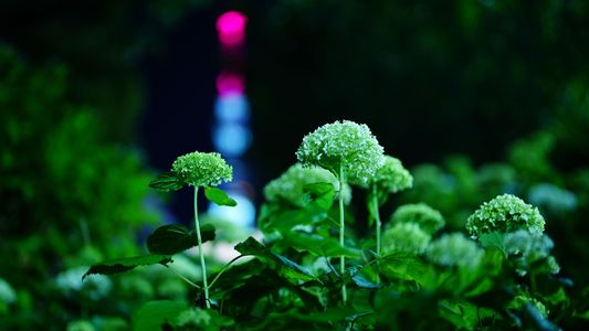 東京スカイツリーと紫陽花コラボ :ISO 80-12800 夜景比較