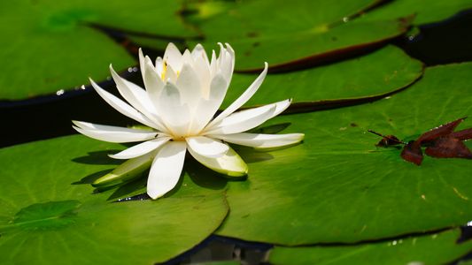 小石川後楽園の蓮を思い出しながら涼を！