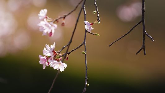 小石川後楽園の桜が見ごろ/サギ美脚で出迎え