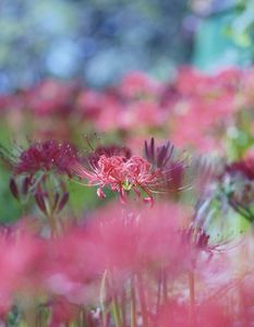 曼珠沙華の花