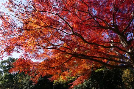 京都は山科、毘沙門堂。