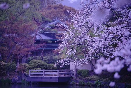 鎌倉桜散策。