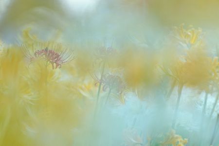 今年も秋の花撮り。その１