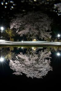 雨の夜と桜と鏡