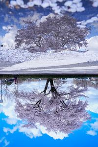 晴れの空と桜と鏡