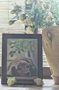 追憶　#ペット自慢2024_小動物#