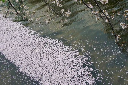 惜春の花筏　#フラワー2025#