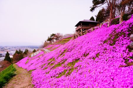 薬師山の芝桜（木古内町）