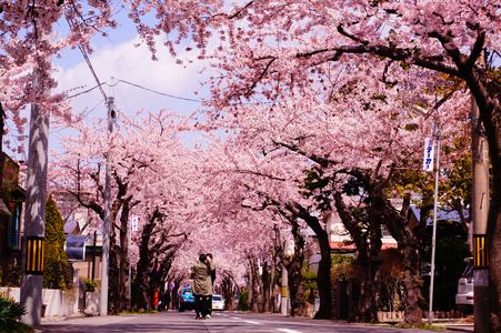 桜が丘通の桜並木