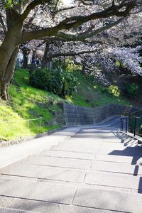 桜階段
