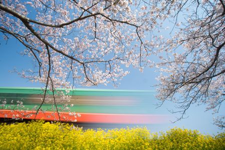 桜と菜の花と鉄道と
