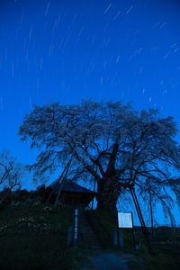 夜明け前の一本桜